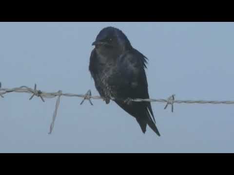 La vida de la Golondrina parda y de la Golondrina negra Esperanza Santa Fe Argentina 2026