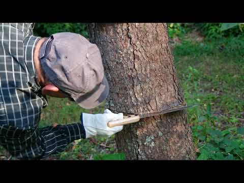 Como Desacerte de un Arbol no Deseado en Minutos