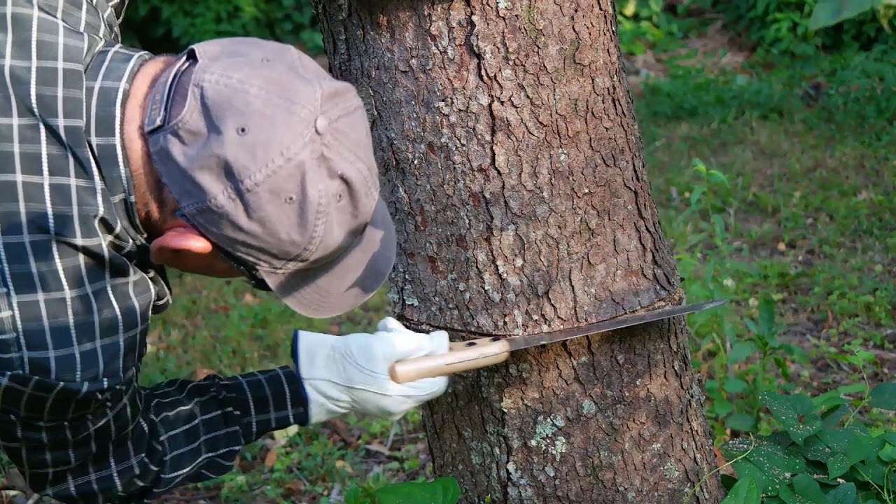 Como Desacerte de un Arbol no Deseado en Minutos