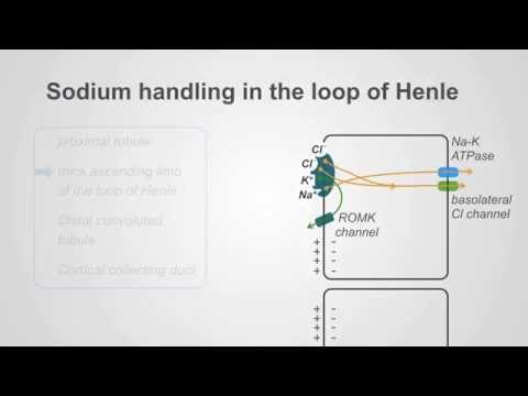 Loop Diuretics: Mechanism & Clinical Use