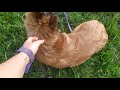 Belgian Tervuren puppy for sale