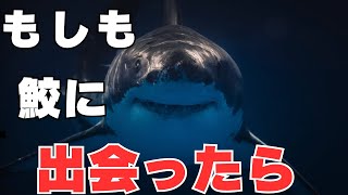もしも海でサメに出会ってしまったら
