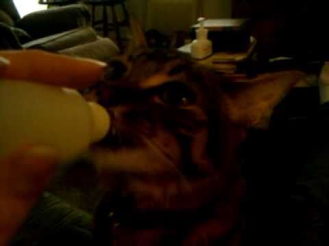 Six drinking his baba