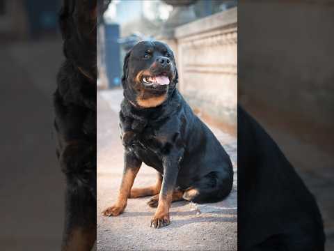 Der Größte Rottweiler? 😵‍💫#streetphotography