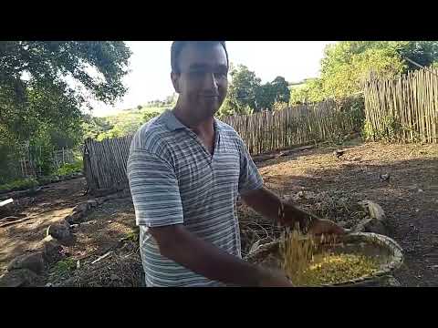 socando canjica no pilão à moda antiga