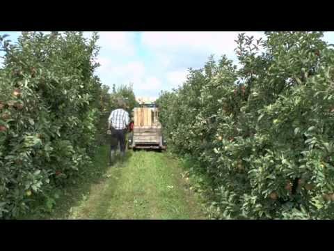 Bio-Dynamische Landwirtschaft - Episode 8 - Ernte