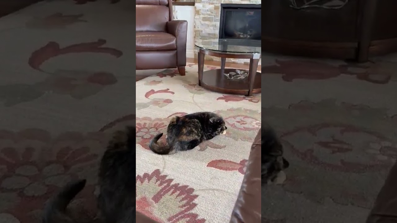 Enlarge Luna, a ADOPTABLE Domestic Short Hair in Brantford, ON video 5/5