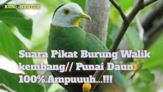 Download lagu Suara pikat Burung walik kembang//Utun mp3