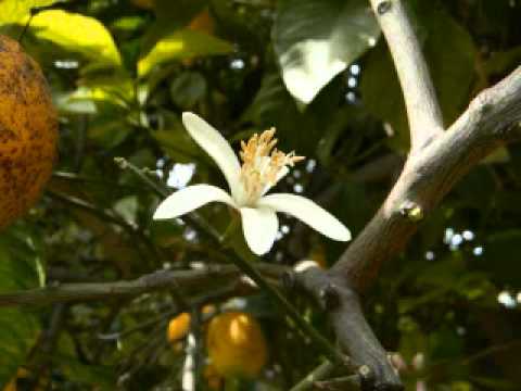 Scarlatti Sonatas K 533 K 446 K 284 - G. Cziffra