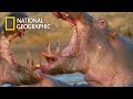 Jaw Angle 150 Two Hippopotamus Mouth Fighting National Geographic