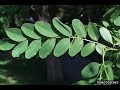 Identify Invasive Trees - Black Locust