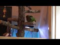 Mommy S LiL Macaw