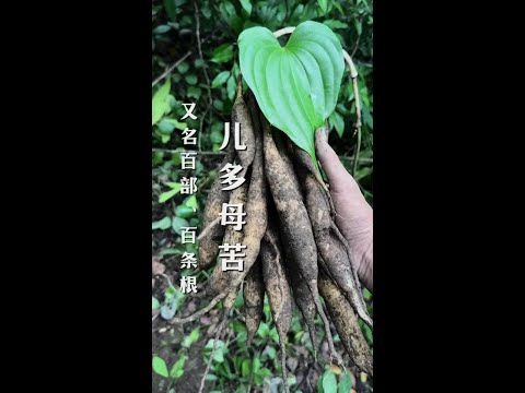 #云南山货 #我的乡村生活 #百部 #儿多母苦 儿多母苦的别名又叫百部、百条根，是一种野生植物，根部像红薯。