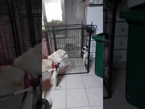 Video di MOIRA