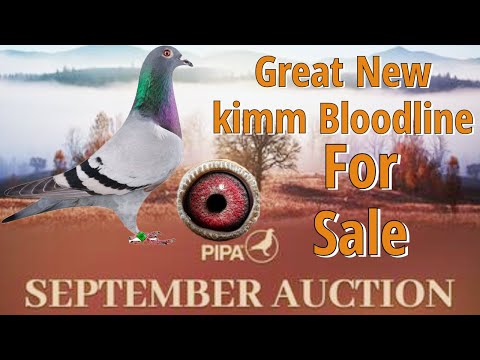 World's Most Expensive Racing Pigeon Bloodline The " New Kim " For Sale In Pipa Pigeons Auction
