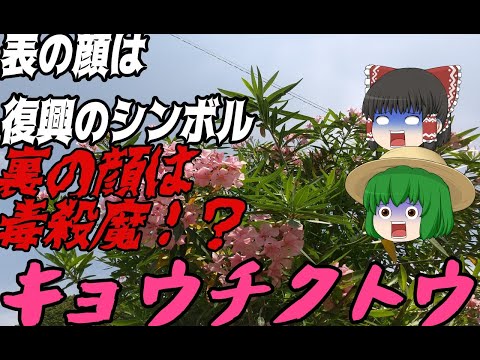 キョウチクトウを地面に植える方法 土をほぐす 堆肥を修正する 穴を掘る 万能培養土