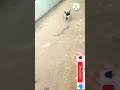 Two Months Old Pug Puppy Doing Tricks