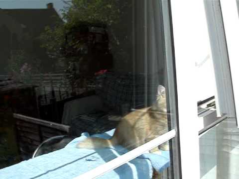 Dema wants to come out to the garden 3 June 07 8:19am