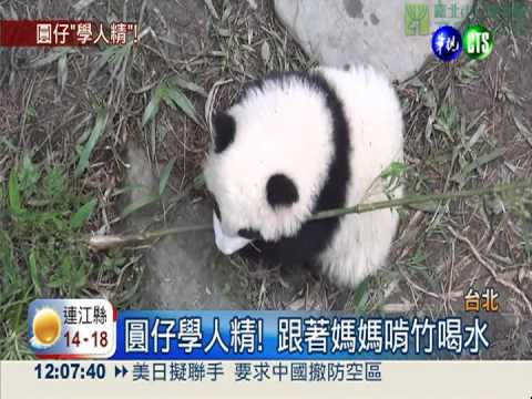 圓仔學人精! 跟著媽媽啃竹子.喝水