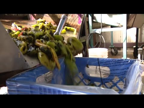 A tradition across generations: roasting of the Pueblo chile