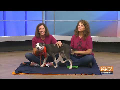 Pets on Parade (Full Episode) November 15, 2025 - YouTube