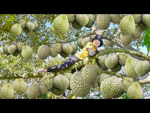 Harvesting 1000+ Giant Durian Ri6 Go To Market Sell - King of Fruits | Lucia New Life