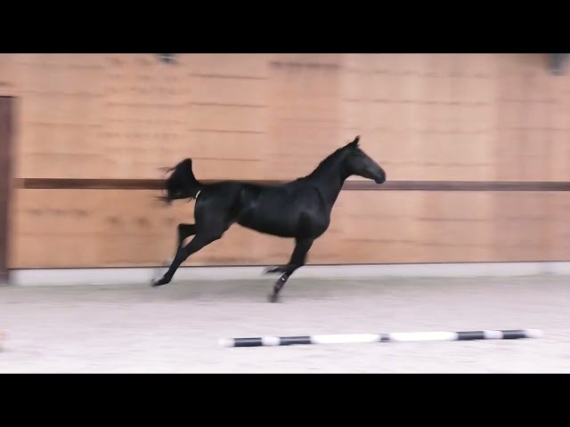 gaits