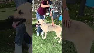 Video preview image #1 German Shepherd Dog Puppy For Sale in Pasadena, CA, USA