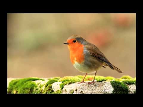 Alfred R & Tom Bednarczyk - Friend Face [Tom Bednarczyk Remix]