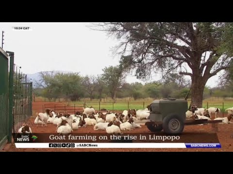 Goat farming on the rise in Limpopo