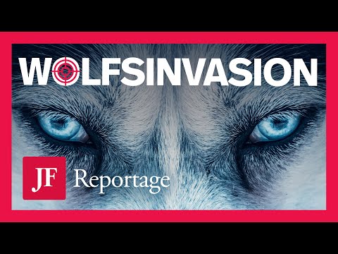 When the wolf becomes a threat | Report