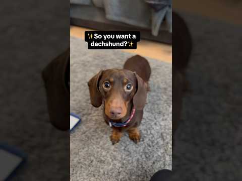 So you want a Dachshund aye? 😅 #sausagedog