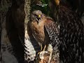Red shouldered hawk calling in a Florida swamp