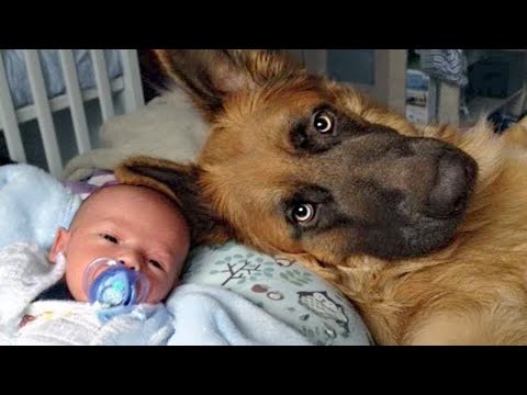 Quand un chien policier se transforme en bouillie géante autour de son petit ami !