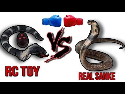 RC Fastest Naja Black King Cobra Unboxing & Testing - Chatpat toy tv