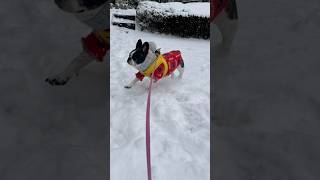 街の皆さん励ましに感謝！フレブルが雪の中無事にお家へ帰れました😭