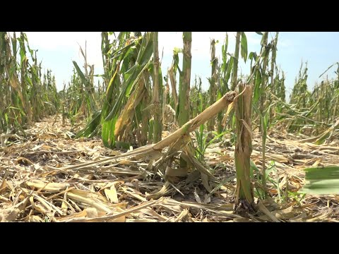 Pannon Gazda - 2023.07.21.