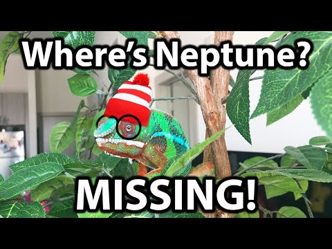 LOST CHAMELEON | What to do if you lose your chameleon