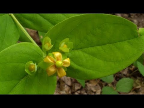 Se beve quel che è lalcolismo Per fumare fumo e non smetterò di bere