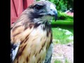 Red Tail Hawk Scream