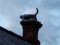 Кот на Крыше / Cat on the Roof 