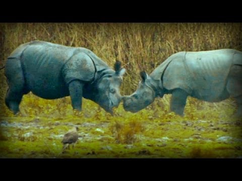 Lost Worlds: On the Track of the Unicorn: Indian Rhinoceros