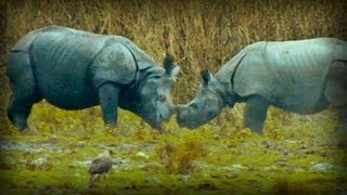 On the Track of the Unicorn: Indian Rhinoceros (full documentary)