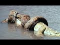 Crocodile Vs Anaconda Jungle Battle Explained