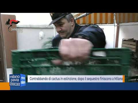 Contrabbando di cactus americani in estinzione, dopo il sequestro finiscono a Milano