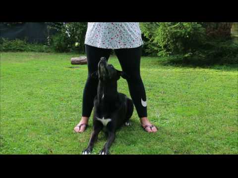 Ausschnitte Trickdogtraining l 28.07.2017