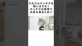 それでもチンチラを飼いますか？チンチラの飼育で大変な事まとめ③ #Shorts