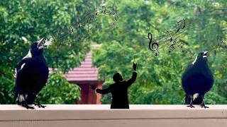 Download lagu Suara dan Panggilan Burung Gagak Australia Tanpa Henti | Nyanyian Gagak yang Luar Biasa! mp3