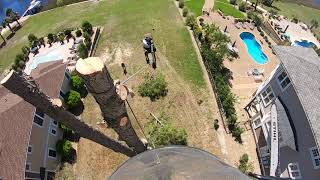 3 Guys vs 4 Trees! The Odds Are Against Us!