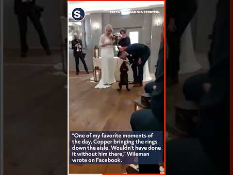 Puppy Wearing Bow Tie Serves as Ring Bearer at Owners' Wedding